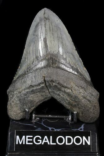 Large, Fossil Megalodon Tooth #41799